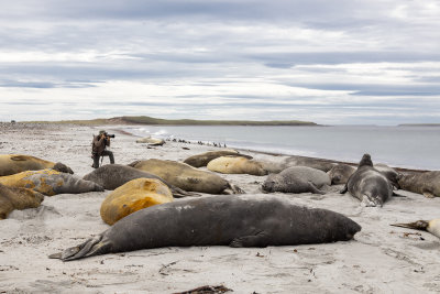 Southern Elephant seal - Mirounga leonina