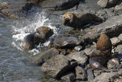 South American Sea-lion - Otaria flavescens