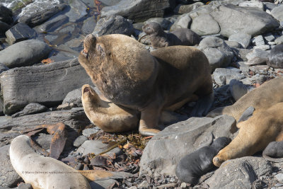 South American Sea-lion - Otaria flavescens