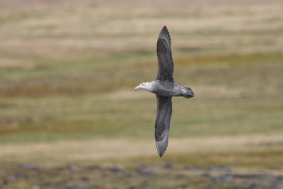 Southern Giant Petrel - Macronectes giganteus