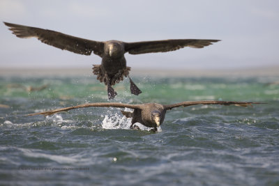 Southern Giant Petrel - Macronectes giganteus