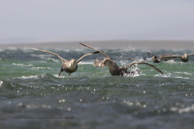 Southern Giant Petrel - Macronectes giganteus