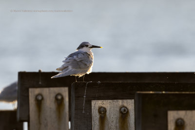 Sandwich Tern - Sterna sandvicensis