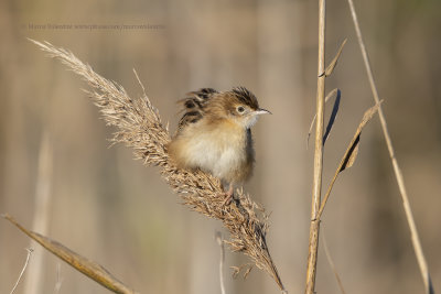 Zitting cisticola - Cisticola juncidis