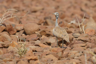 Rueppell's bustard - Eupodotis rueppelli