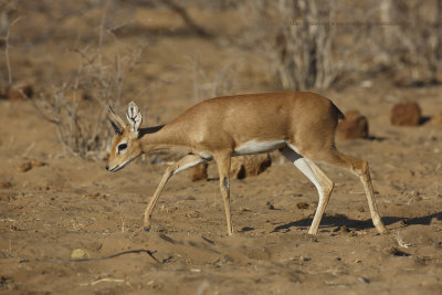 Namibia 2013 Mammals