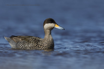 Silvery Teal - Anas versicolor