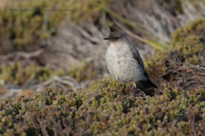 Dark-faced Ground-tyrant - Muscisaxicola macloviana