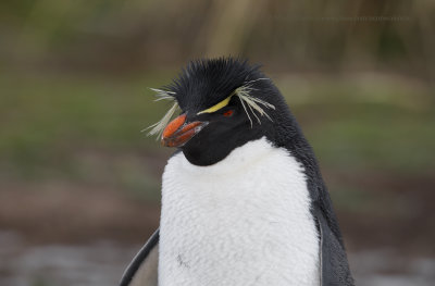 Southern Rockhopper Penguin - Eudyptes chrysocome