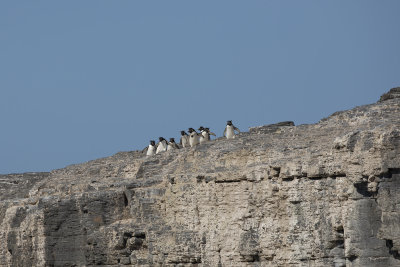 Southern Rockhopper Penguin - Eudyptes chrysocome