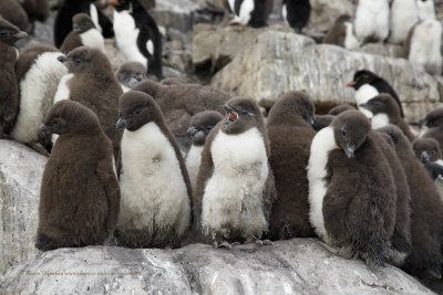 Southern Rockhopper Penguin - Eudyptes chrysocome