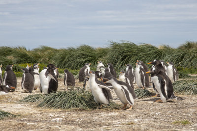 Gentoo Penguin - Pygoscelis papua