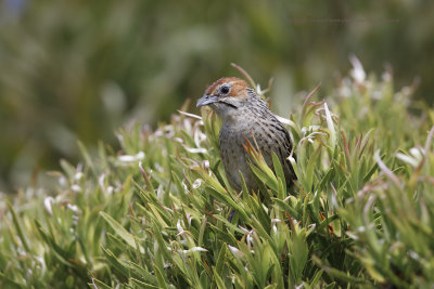 Cape grassbird - Sphenoeacus afer