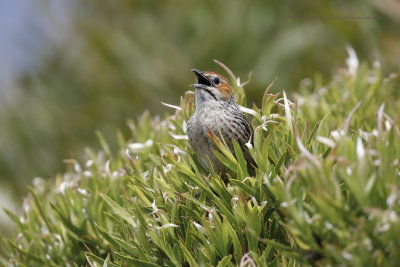 Cape grassbird - Sphenoeacus afer