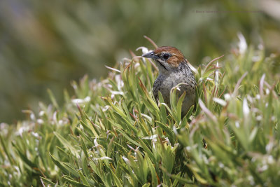Cape grassbird - Sphenoeacus afer