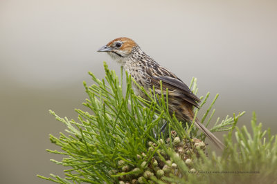 Cape grassbird - Sphenoeacus afer
