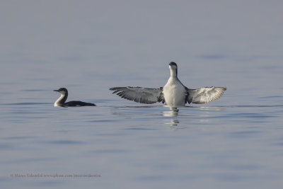 Arctic Loon - Gavia arctica