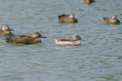 Cape Teal - Anas capensis