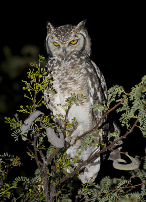Spotted Eagle-owl - Bubo africanus