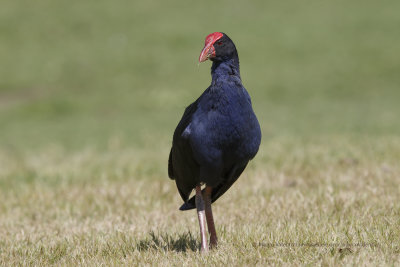 Australian Swamphen - Porphyrio melanotus