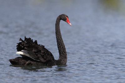 Black swan - Cygnus atratus