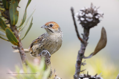 Cape grassbird - Sphenoeacus afer