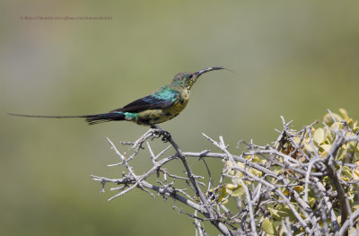 Malachite Sunbird - Nectarinia famosa