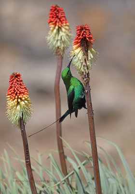 Malachite Sunbird - Nectarinia famosa