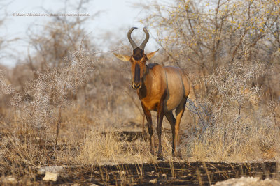 Red hartebeest - Alcelaphus caama