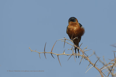 Red-breasted Swallow - Cecropis semirufa