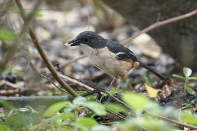 Southern Boubou - Laniarius ferrugineus