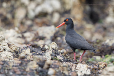 African Black Oystercatcher - Haematopus moquini