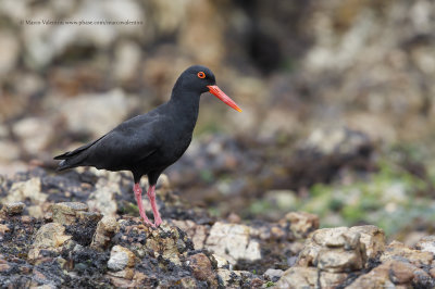 African Black Oystercatcher - Haematopus moquini