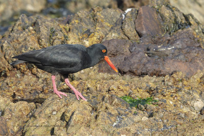 African Black Oystercatcher - Haematopus moquini