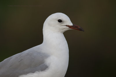 Hartlaub's Gull - Larus hartlaubi