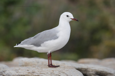 Hartlaub's Gull - Larus hartlaubi