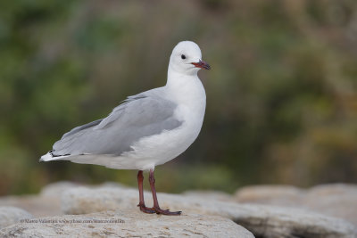 Hartlaub's Gull - Larus hartlaubi