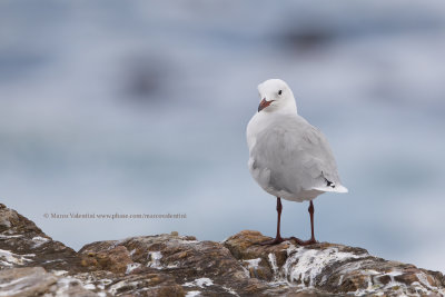Hartlaub's Gull - Larus hartlaubi