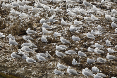 Hartlaub's Gull - Larus hartlaubi