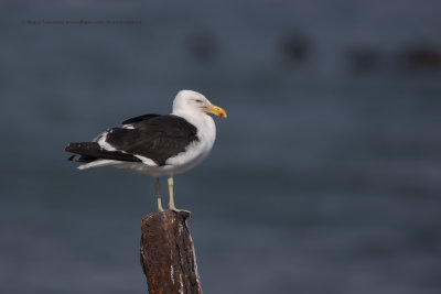 Kelp gull - Larus dominicanus