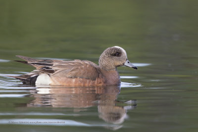 American Wigeon - Anas americana