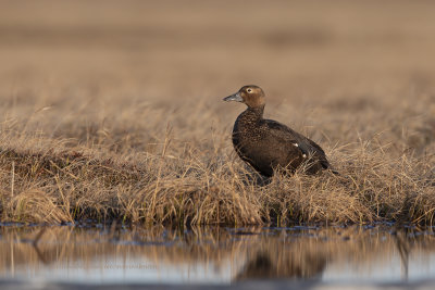 Steller's eider - Polysticta stelleri