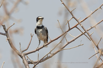 Chatshrike - Lanioturdus torquatus