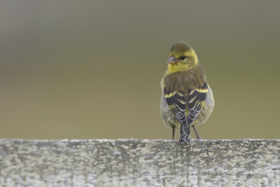 Black-chinned Siskin - Spinus barbatus