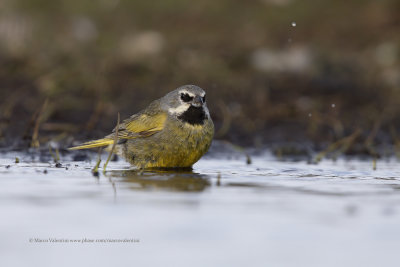 White-bridled Finch - Melanodera melanodera