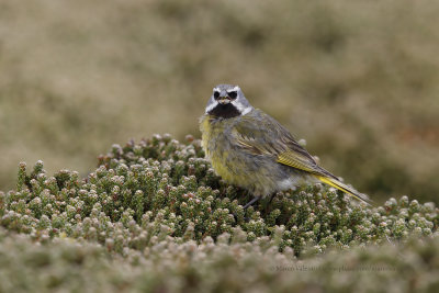 White-bridled Finch - Melanodera melanodera