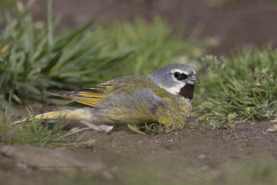 White-bridled Finch - Melanodera melanodera