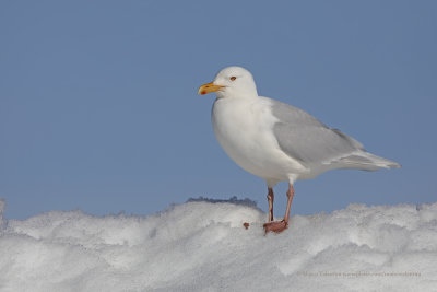 Glaucous Gull - Larus hyperboreus