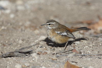 White-browed Scrub-robin - Cercotrichas leucophrys