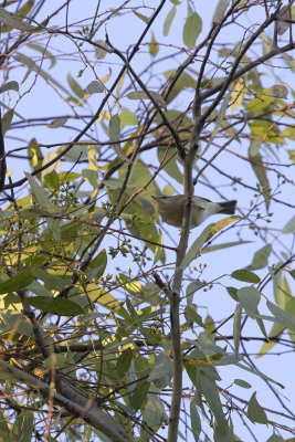 Yellow-Browed Warbler - Phylloscopus inornatus